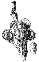 magnolia-seed_1_md.gif