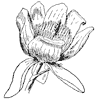 tulip-tree-flower_1_th.gif