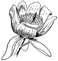 tulip-tree-flower_1_md.gif