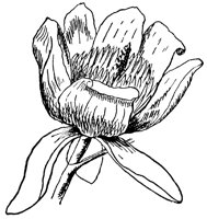 tulip-tree-flower_1_lg.gif