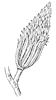tulip-tree-fruit_1_th.gif