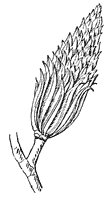tulip-tree-fruit_1_sm.gif