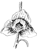 papaw-flower_1_th.gif