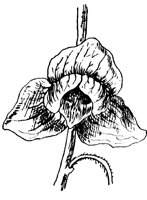 papaw-flower_1_lg.gif
