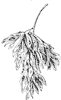 tree-of-heaven-seed_1_th.gif