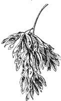 tree-of-heaven-seed_1_sm.gif