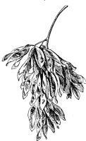 tree-of-heaven-seed_1_lg.gif