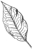 mountain-holly-leaf_1_md.gif