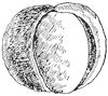 buckeye-fruit_1_th.gif