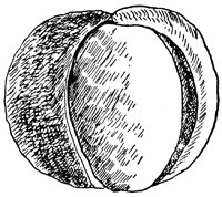 buckeye-fruit_1_lg.gif