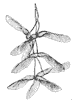 striped-maple-seeds_1_th.gif