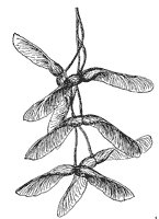 striped-maple-seeds_1_sm.gif
