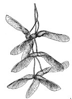 striped-maple-seeds_1_md.gif