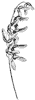 mountain-maple-seeds_1_th.gif