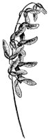 mountain-maple-seeds_1_md.gif
