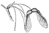 sugar-maple-seeds_1_th.gif