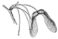 sugar-maple-seeds_1_sm.gif