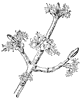 silver-maple-flower_1_th.gif