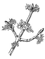 silver-maple-flower_1_sm.gif