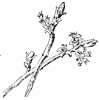 silver-maple-flower_2_th.gif