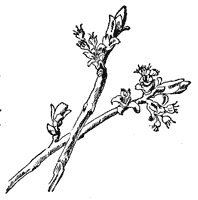 silver-maple-flower_2_sm.gif