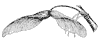 silver-maple-seed_1_th.gif