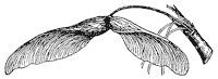 silver-maple-seed_1_sm.gif
