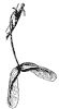 red-maple-seed_1_th.gif
