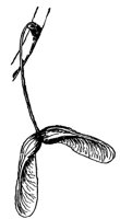 red-maple-seed_1_md.gif