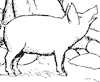 pig_2_th.gif