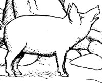 pig_2_md.gif
