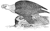 eagle_1_lg.gif