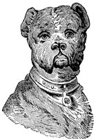 dog_5_md.gif