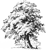 oak-tree_1_th.gif