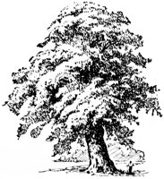 oak-tree_1_md.gif