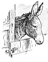 donkey_2_md.gif