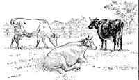 cows_1_sm.gif