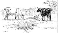 cows_1_md.gif