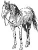 horse_2_th.gif