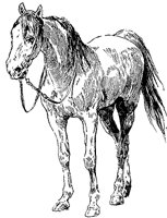 horse_2_md.gif