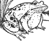 frog_1_th.gif
