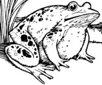 frog_1_md.gif
