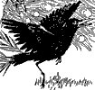 jackdaw_1_th.gif