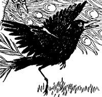jackdaw_1_sm.gif