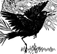 jackdaw_1_md.gif