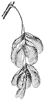 box-elder-seeds_1_th.gif