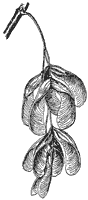 box-elder-seeds_1_sm.gif