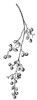 poison-sumac-fruit_1_th.gif