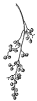 poison-sumac-fruit_1_sm.gif