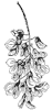 locust-blossom-seeds_1_th.gif